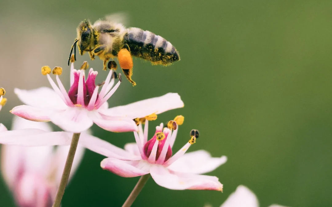 Save the Bees